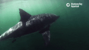 great white shark ocean GIF by Monterey Bay Aquarium