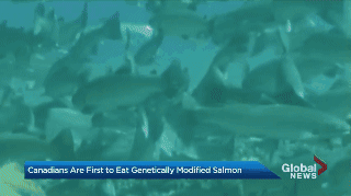 GJEPgifs canada cban ge salmon genetically engineered salmon GIF