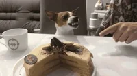 dog do not touch GIF by Cheezburger