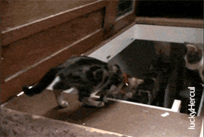 luckyhercul  GIF