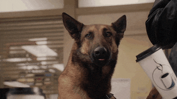 lick tbs GIF by Angie Tribeca