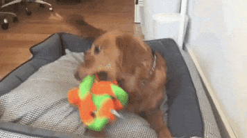 Golden Retriever Lol GIF by The BarkPost