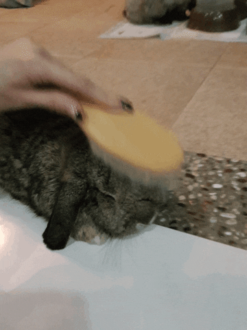 serene  GIF