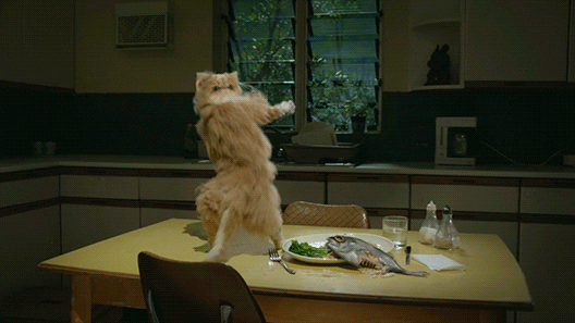 Cat-dance-music-wigle-wigle-cats GIFs - Get the best GIF on GIPHY