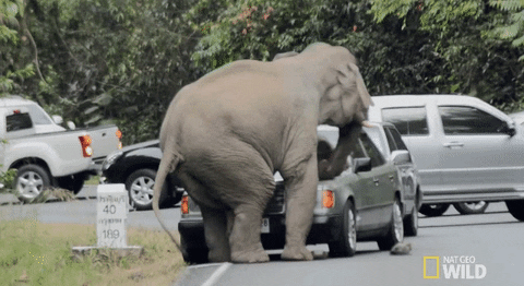 angry animals gone wild GIF by Nat Geo Wild