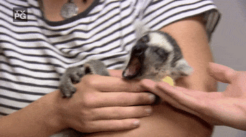 hungry nat geo wild GIF by Dr. K's Exotic Animal ER