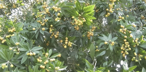 loquat tree meaning, definitions, synonyms