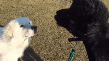 nieplitzhof dog monday spit alpaca GIF