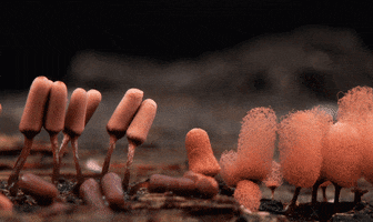 michellehoney opening mycology slime mould. 13 minutes notafungi GIF