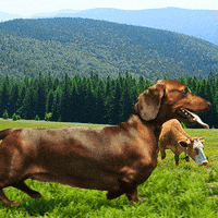Wiener Dog GIF by IFC FIlms