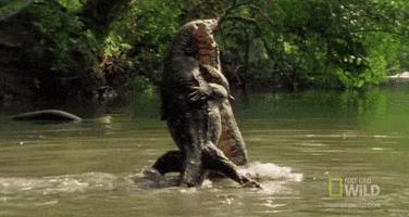 fight alligator GIF by Nat Geo Wild 