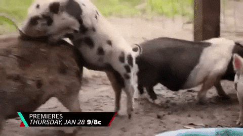 cmt mounting GIF by Party Down South