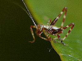 stevelordpottyreekie new zealand juvenile katydid GIF