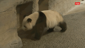 zoo berlin panda GIF
