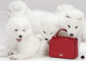 dog GIF by kate spade new york
