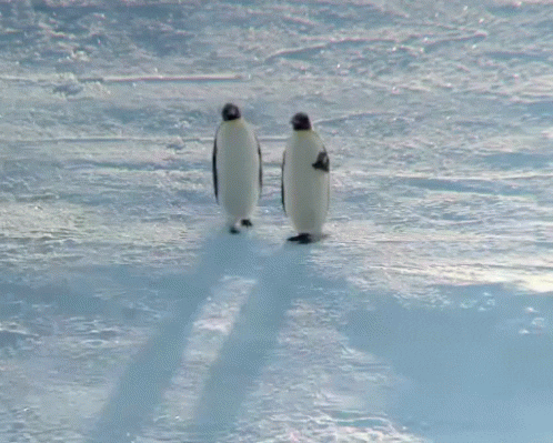 swag penguin GIF