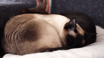 Cat Sleeping GIF by Living Stills