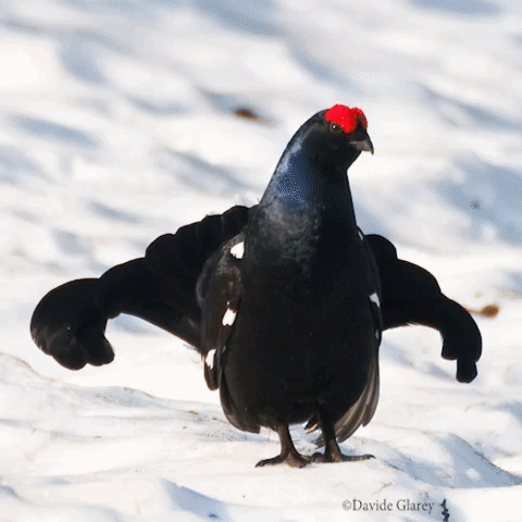 andreacassinari  GIF