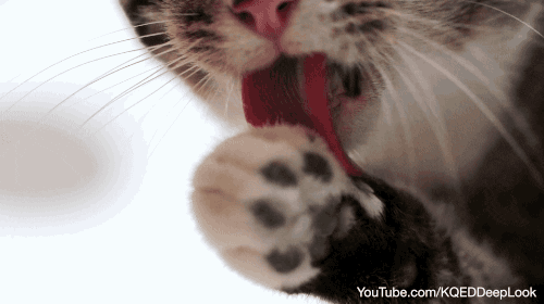 Cat Tongue GIF by PBS Digital Studios