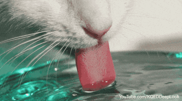 Slow Motion Cat GIF by PBS Digital Studios