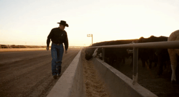 4C_Summit cattletales GIF
