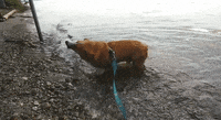 200w.gif
