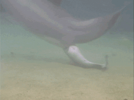 phuongnguyen33  GIF