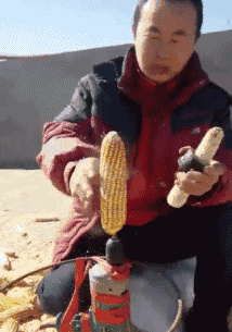 corn on the cob GIF