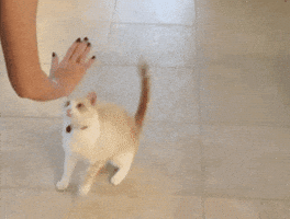 High Five Cat GIF by Product Hunt