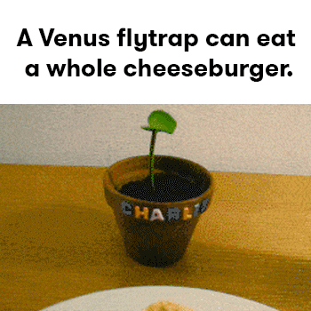 Venus-flytrap GIFs - Get the best GIF on GIPHY