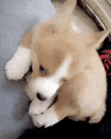 Dog Corgi GIF