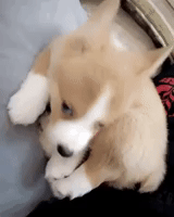 cute gifs find share on giphy