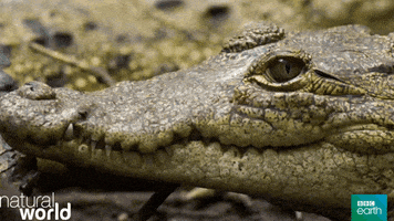 natural world crocodile GIF by BBC Earth