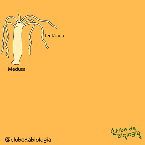 isabeldiazevedo  GIF