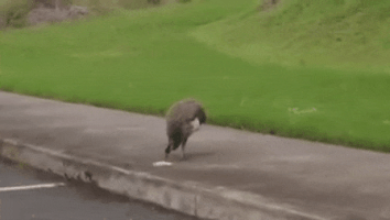 FoggyHedgehog  GIF