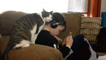 CiNYAU cica macska szeret kittenlove GIF