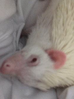 eggs cute kawaii pet hedgehog GIF