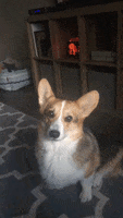 200.gif?cid=fc005b0895db803989c658d7c86fd80a6a0841b7d7554852&rid=200.gif&ct=g