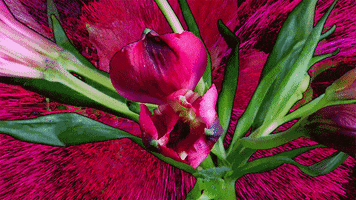 Digital Art Pink GIF by Crystal Beiersdorfer
