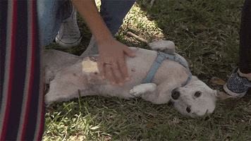 Dog Puppy GIF by Miami Open