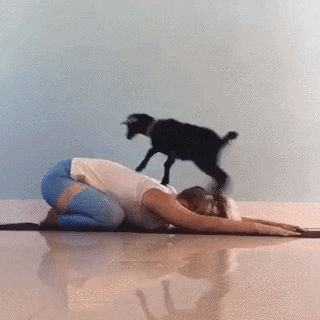 yoga goat GIF