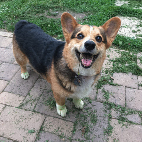 TheStaticAge dog smile corgi GIF
