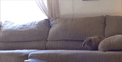 SBS easter ostern rabbits hasen GIF