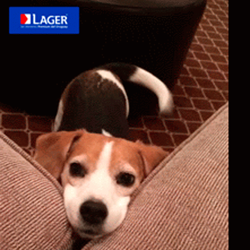 lager  GIF
