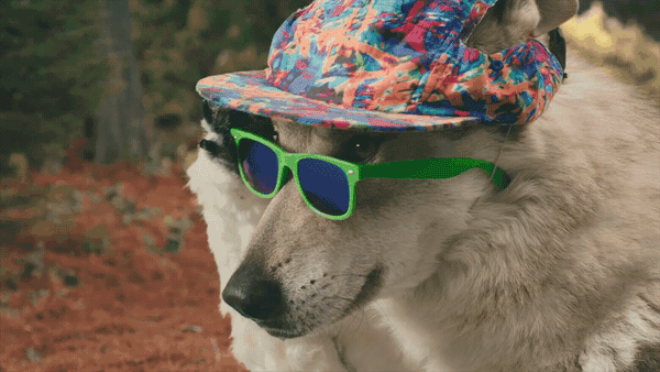 Ilmu Pengetahuan 8 Dog Glasses Gif