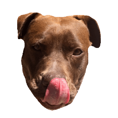 giphy.gif
