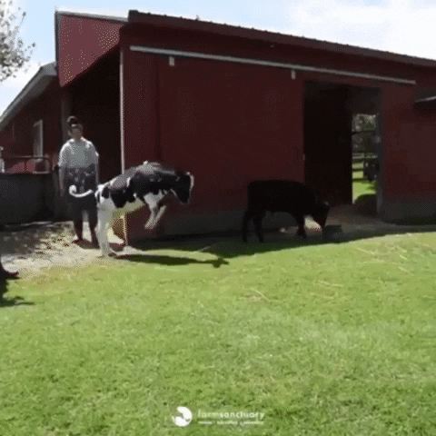 Calfs GIF - Find & Share on GIPHY