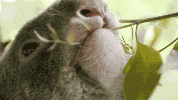 thisisqueensland hungry eating yum nom GIF