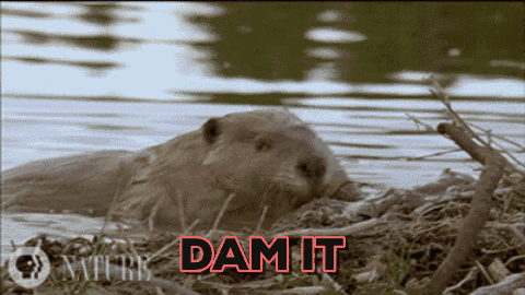 Beaver Damn It GIF by chuber channel - Find & Share on GIPHY