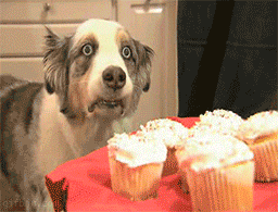 KittRangers  GIF